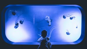 boy watching jellyfish in an aquarium
