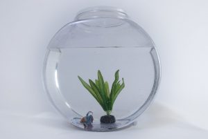 A small fish tank