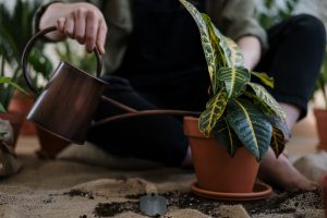 a person watering a house plant on the floor after replanting it
