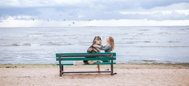 A dog sitting on a bench 