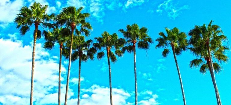 palm trees and the blue sky in Florida where you are selling your Deerfield beach home
