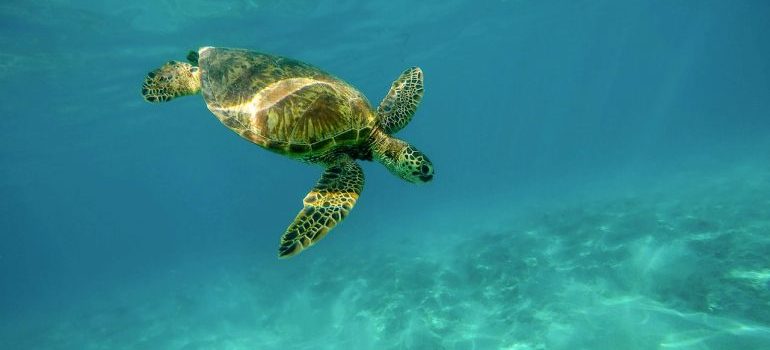 watching turtles is one of the activities that make Deerfield Beach perfect for families with kids