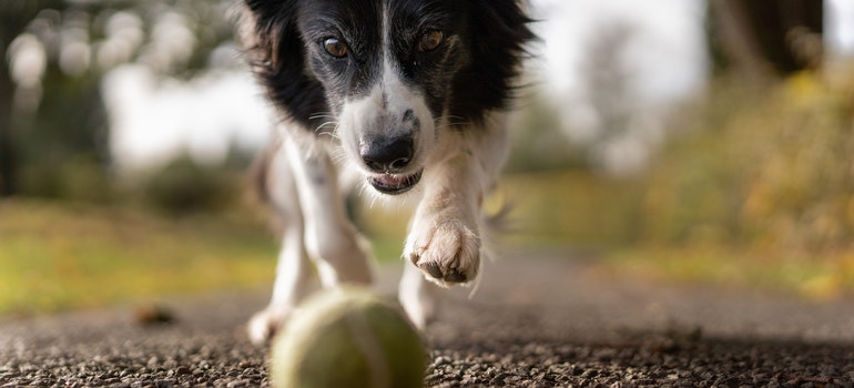 A dog running for a ball