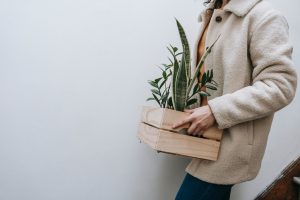 A person carrying a box with plants: move your office plants to a different city