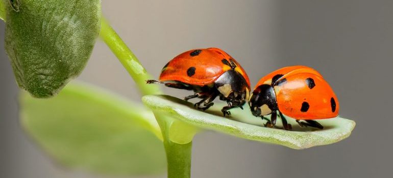 Two ladybugs on a green leaf
