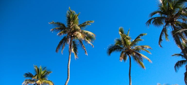 palm trees in one of the best places to live in Miami area