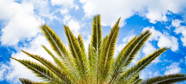 A palm against a bright blue sky