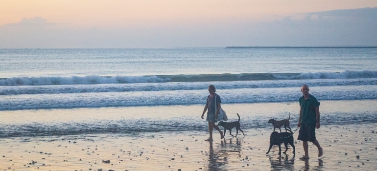 People walking on the beach with their pets