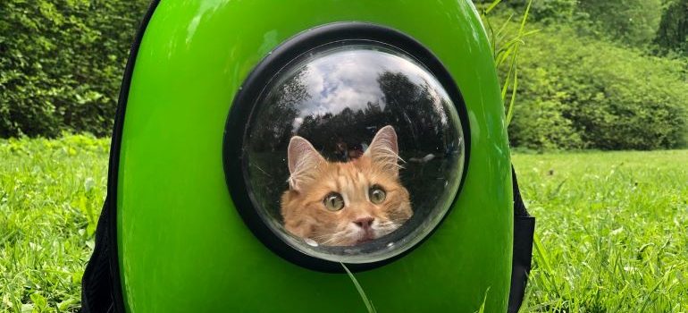 orange tabby cat inside a carrier