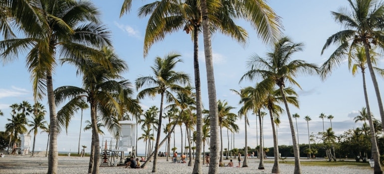 A park with palm trees, which may help you decide between Hialeah Gardens or Miami Lakes