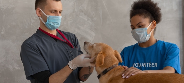Two vets doing a check-up on a dog