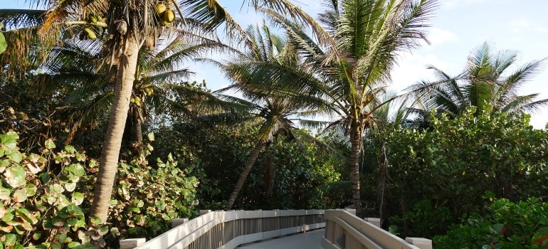 Palm trees in Boca Raton
