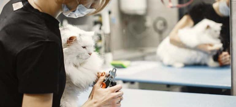 a vet cutting nails of a cat